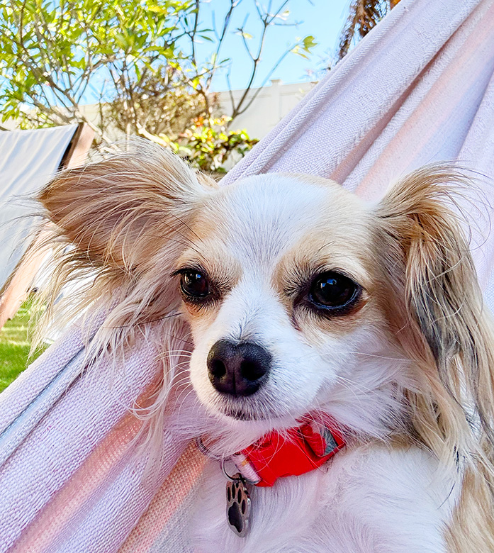 pixie the dog lounging in a hammock